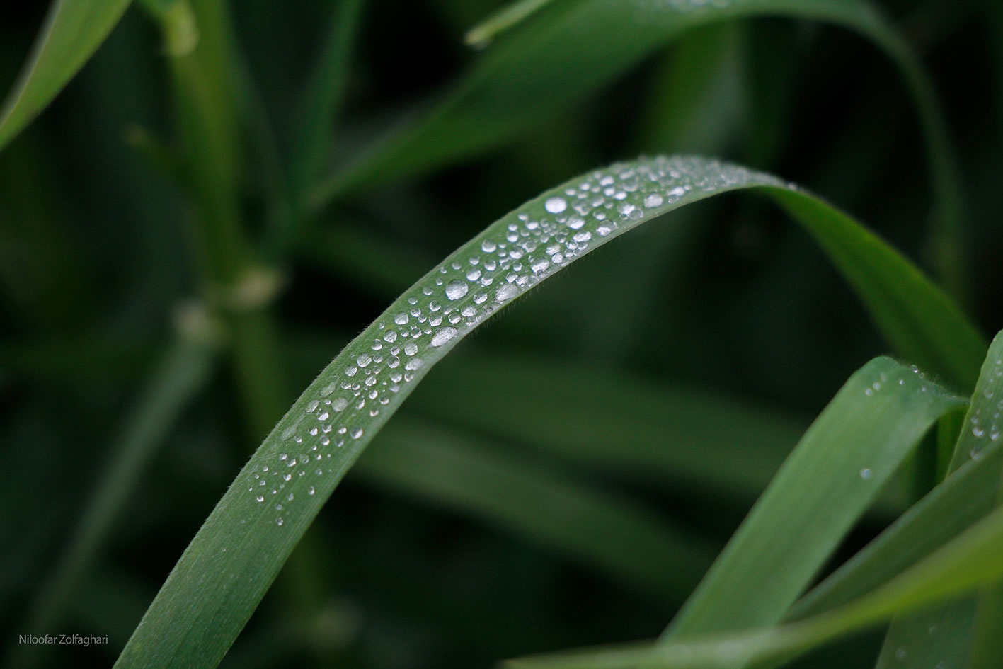 Macro1