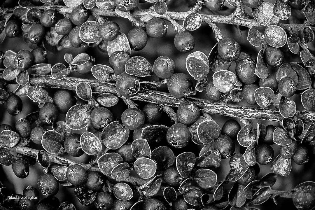 Macro4