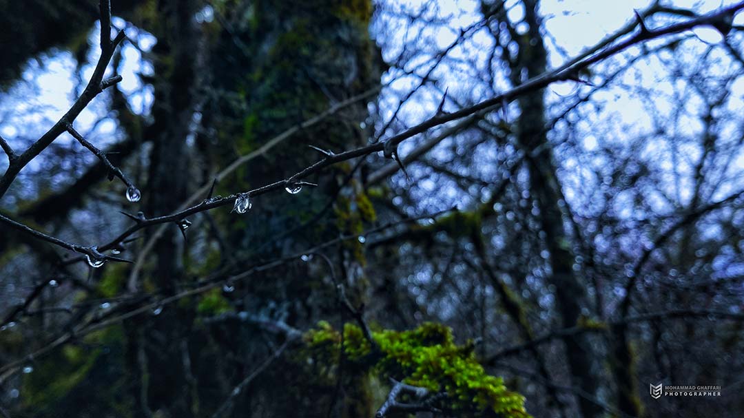 Nature16